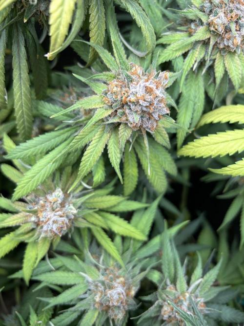 Barneys farm, Dutch Passion n Black Tuna. Week 9