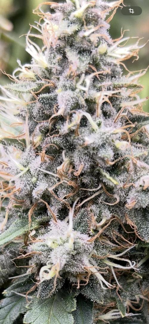 Barneys farm, Dutch Passion n Black Tuna. Week 9 - Runtz x Layer Cake