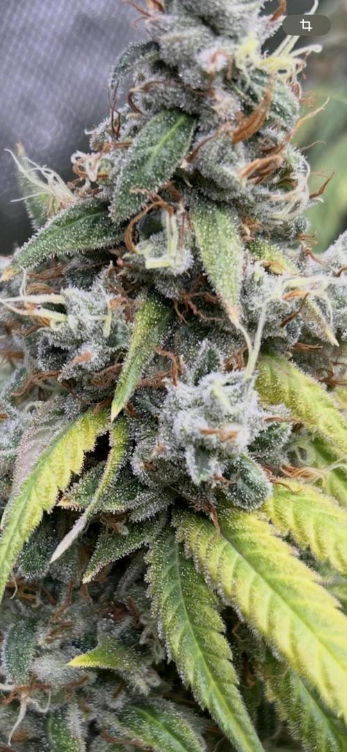 Barneys farm, Dutch Passion n Black Tuna. Week 9 - Lemon Z 1