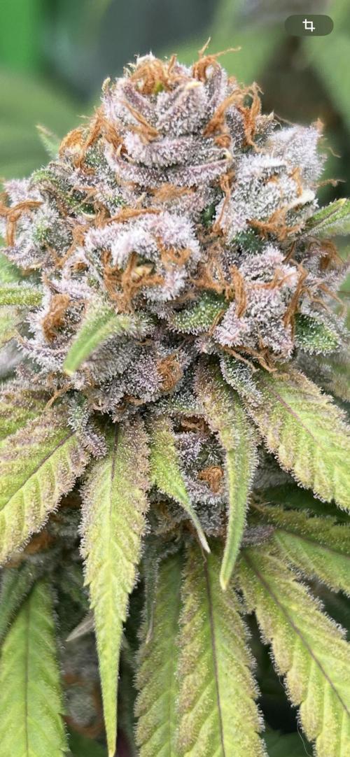 Barneys farm, Dutch Passion n Black Tuna. Week 9 - Lemon Z 2