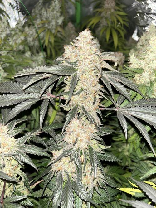 Barneys farm, Dutch Passion n Black Tuna. Week 9 - Merengon with Flashlight On and lights off