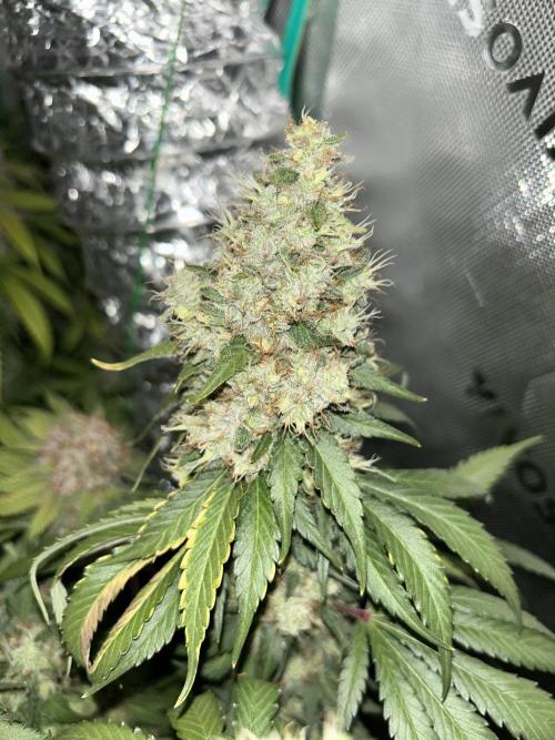 Barneys farm, Dutch Passion n Black Tuna. Week 9 - Runtz x Layer Cake with Flashlight On and lights off