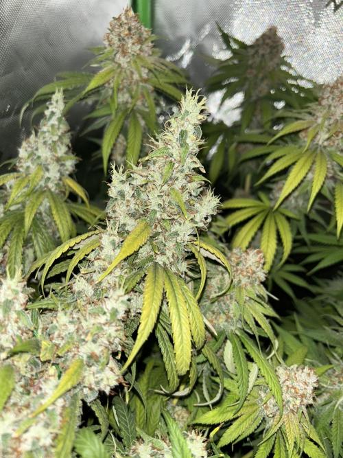 Barneys farm, Dutch Passion n Black Tuna. Week 9 - Lemon Z 1 with Flashlight On and lights off
