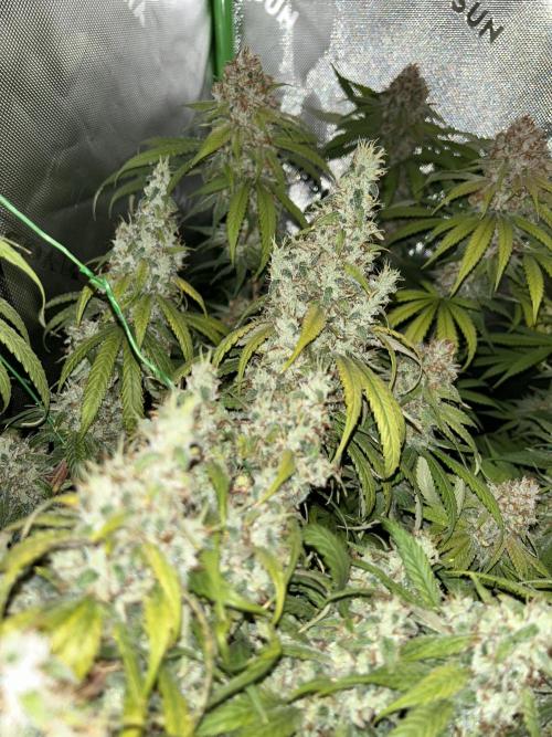 Barneys farm, Dutch Passion n Black Tuna. Week 9 - Lemon Z 1 with Flashlight On and lights off. Super cropping is soo good