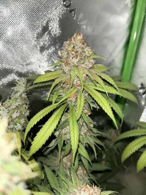 Barneys farm, Dutch Passion n Black Tuna. Week 9 - Lemon Z 2 with Flashlight On and lights off