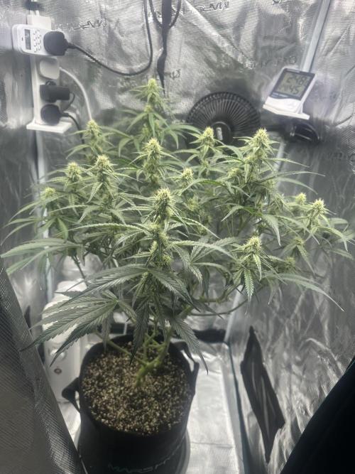 Critical Auto RQS. Week 8