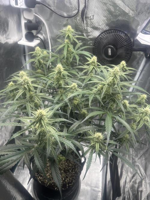 Critical Auto RQS. Week 8