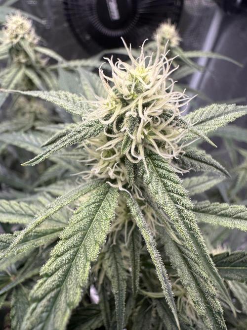 Critical Auto RQS. Week 8