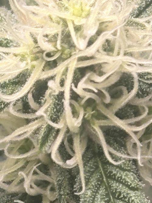 Critical Auto RQS. Week 8