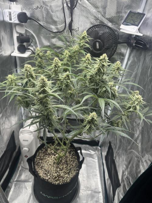 Critical Auto RQS. Week 9