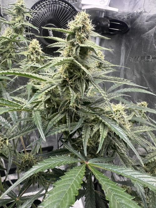 Critical Auto RQS. Week 9