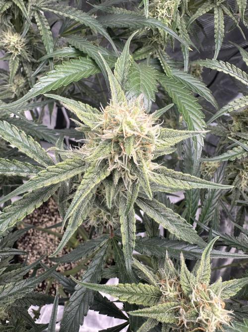 Critical Auto RQS. Week 9