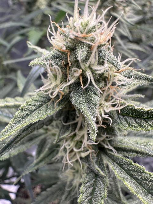 Critical Auto RQS. Week 9