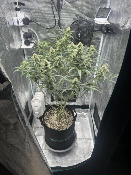Critical Auto RQS. Week 9