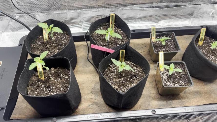 1st Grow - Indoor to Outdoor (Zone 10a)