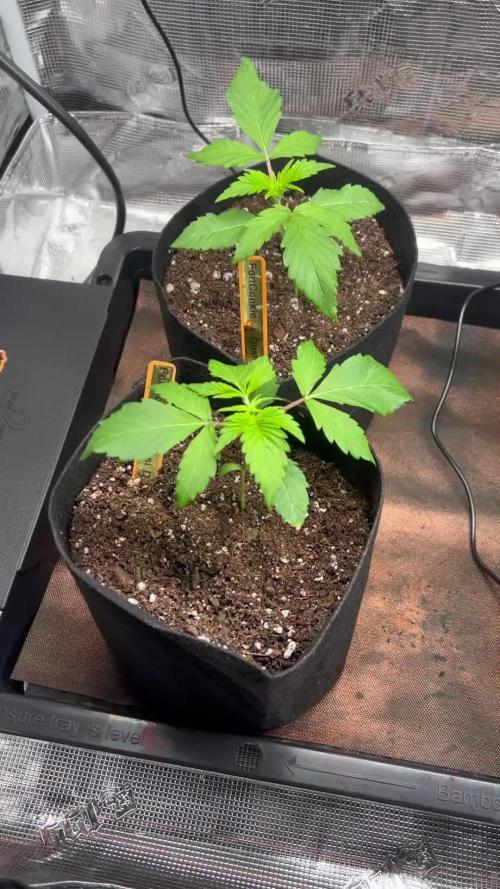 1st Grow - Indoor to Outdoor (Zone 10a)