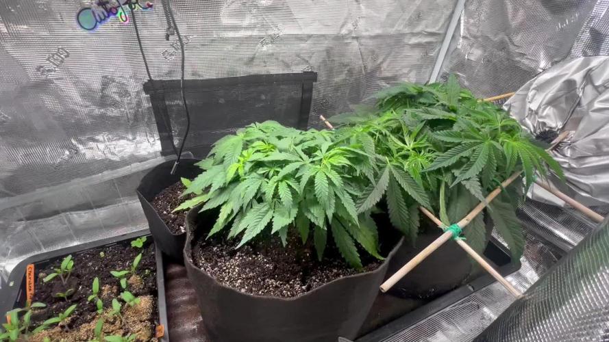 1st Grow - Indoor to Outdoor (Zone 10a)