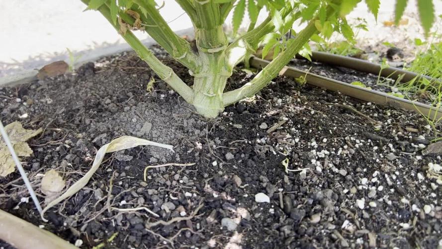 1st Grow - Indoor to Outdoor (Zone 10a)