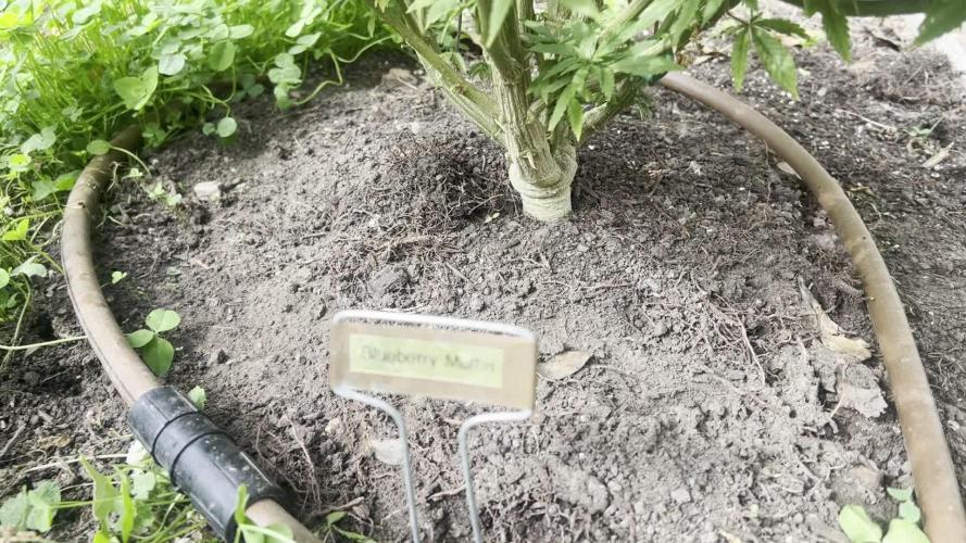 1st Grow - Indoor to Outdoor (Zone 10a)