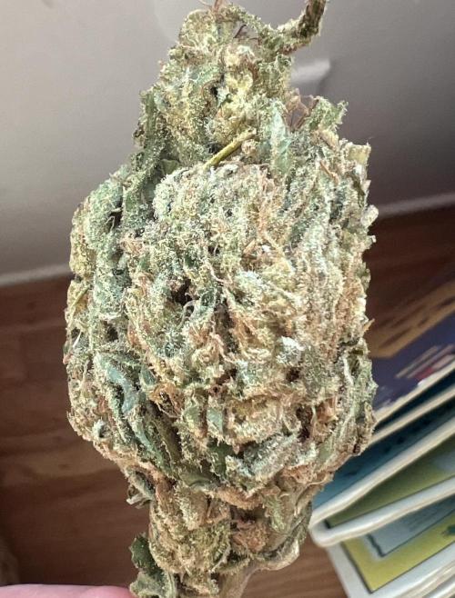 1st Grow - Indoor to Outdoor (Zone 10a). Week 26 - Mimosa x orange punch. 7 weeks curing