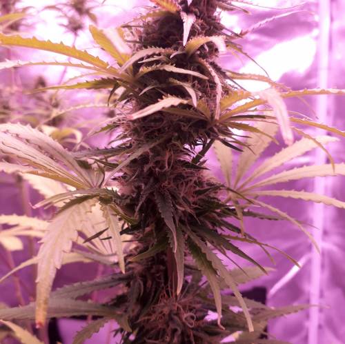 Ak48 autoflower . Week 13