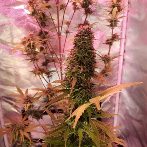 Ak48 autoflower . Week 13