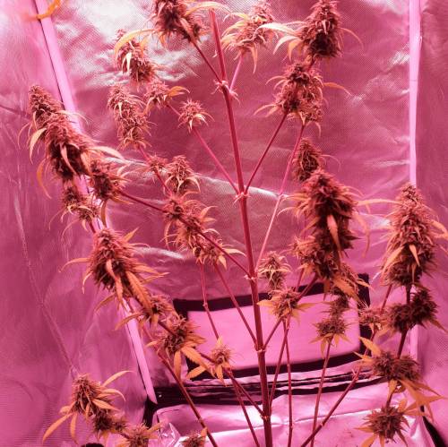 Ak48 autoflower . Week 13