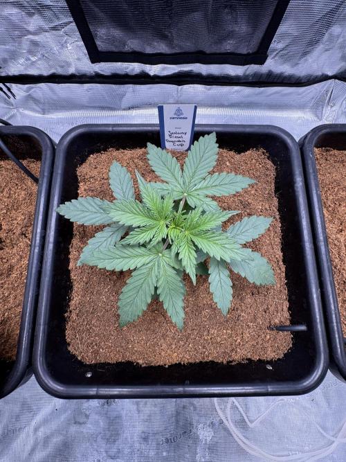 Dognabis Cup 004. Week 3