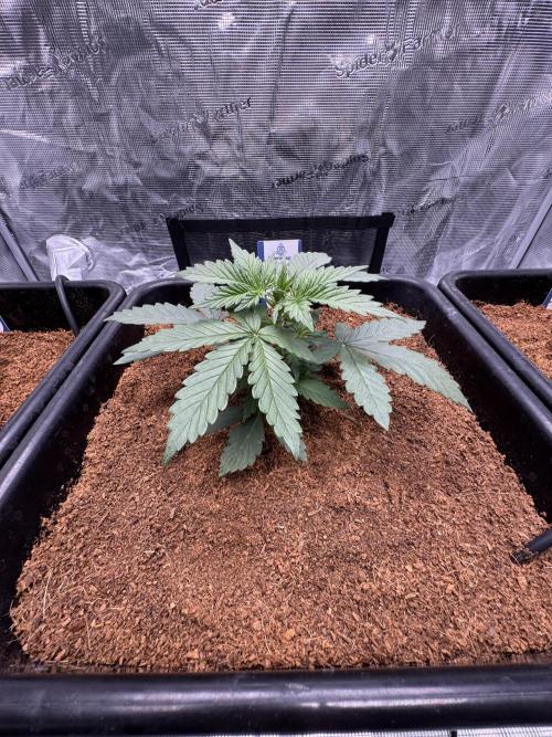 Dognabis Cup 004. Week 3