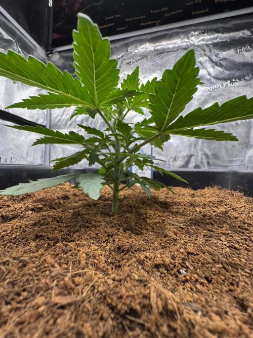 Dognabis Cup 004. Week 3