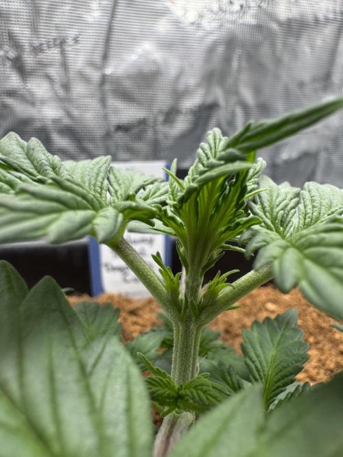 Dognabis Cup 004. Week 3