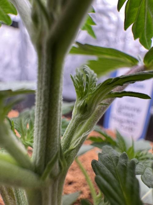 Dognabis Cup 004. Week 3