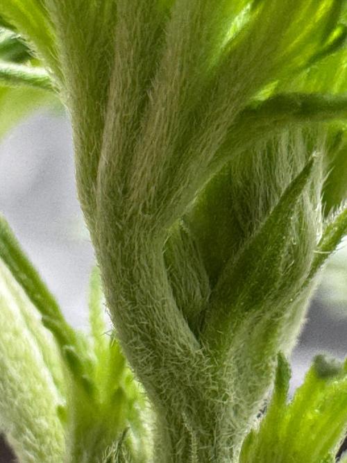 Dognabis Cup 004. Week 3