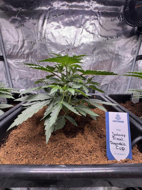 Dognabis Cup 004. Week 4