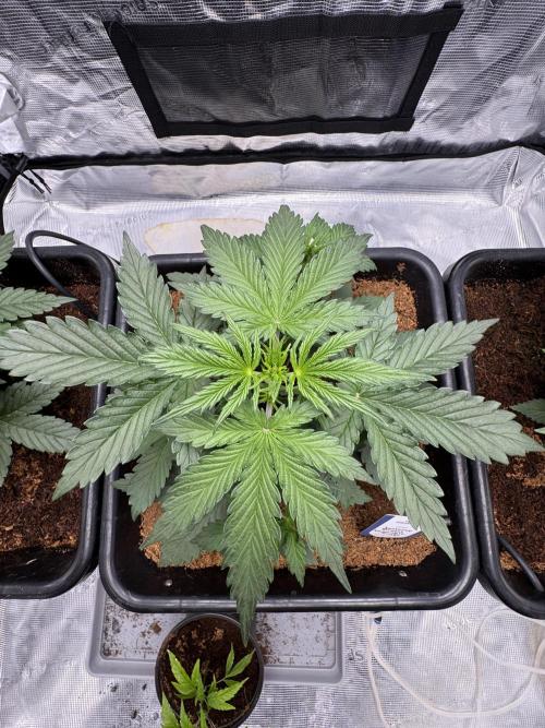 Dognabis Cup 004. Week 4