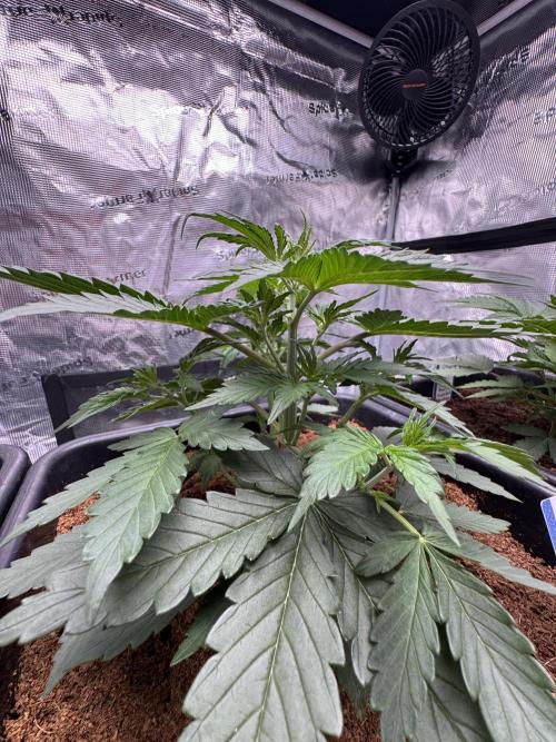 Dognabis Cup 004. Week 4