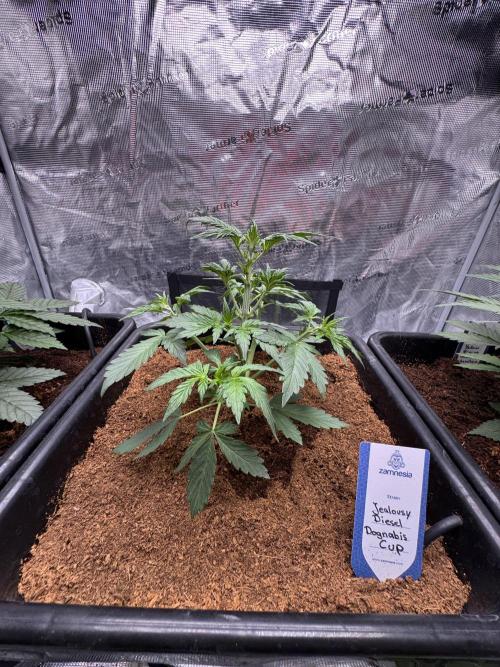 Dognabis Cup 004. Week 4