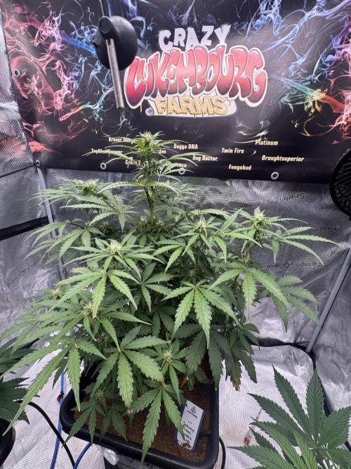 Dognabis Cup 004. Week 5