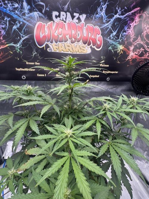 Dognabis Cup 004. Week 5