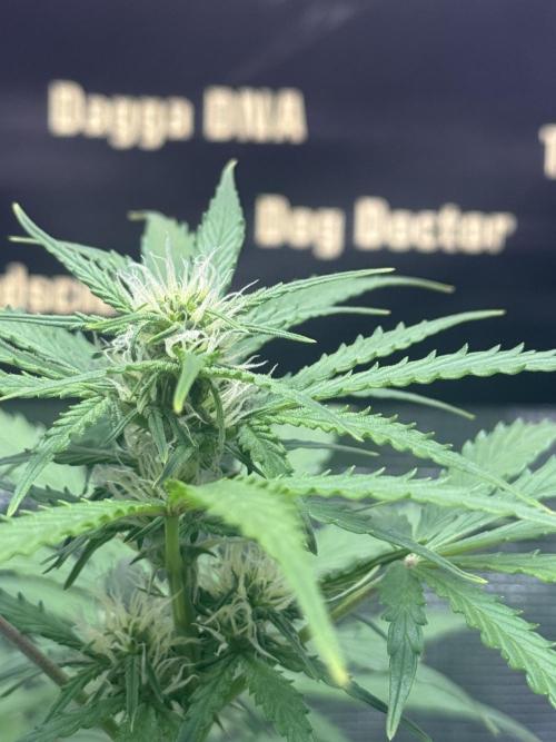 Dognabis Cup 004. Week 5