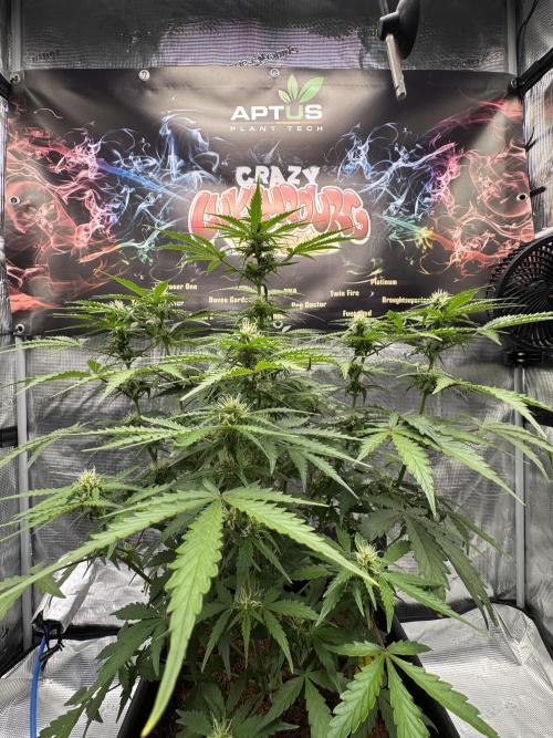 Dognabis Cup 004. Week 6