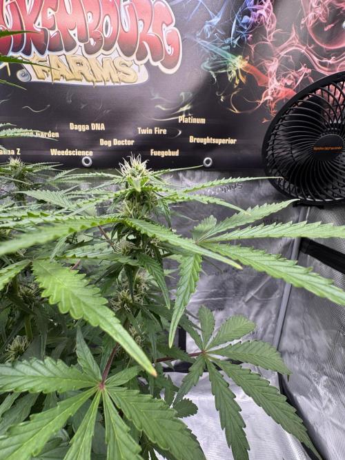 Dognabis Cup 004. Week 6