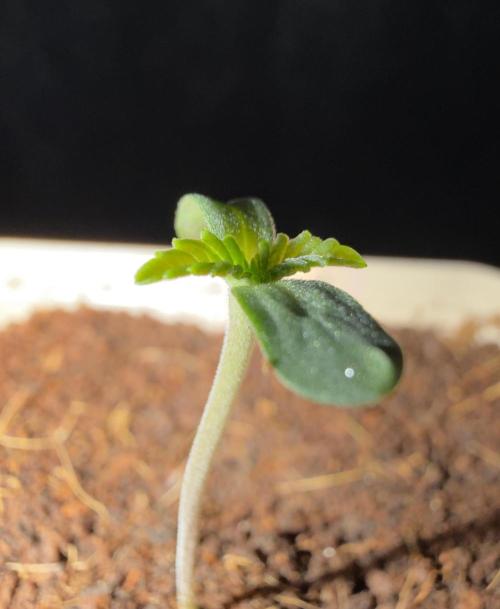 Blucci. Week 0