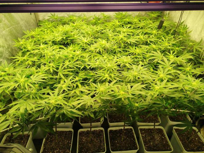 Coco Milk. Week 4