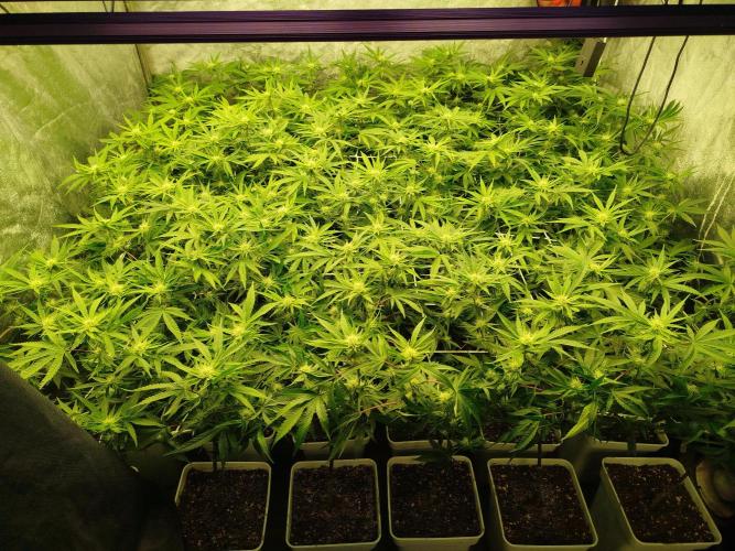 Coco Milk. Week 4