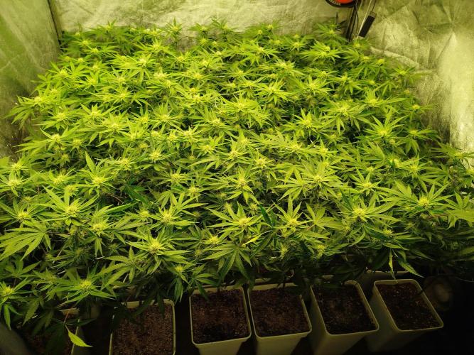 Coco Milk. Week 4