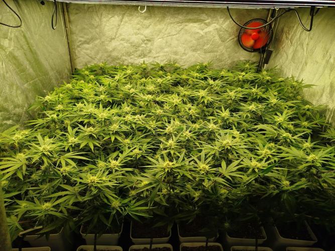 Coco Milk. Week 5