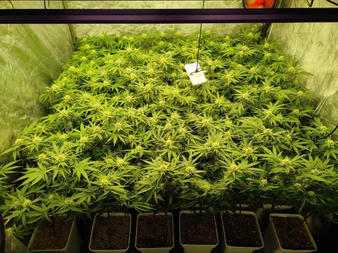 Coco Milk. Week 5