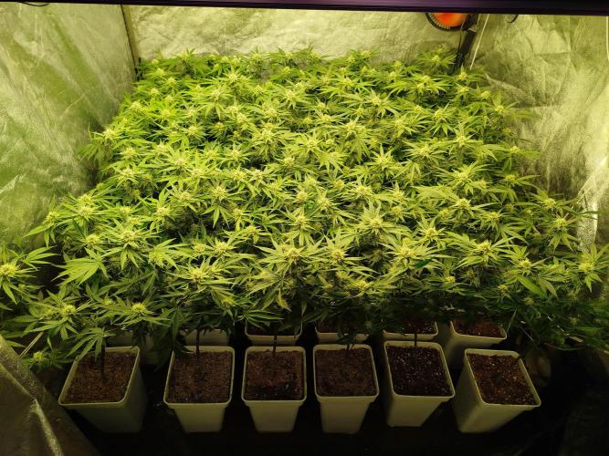 Coco Milk. Week 5