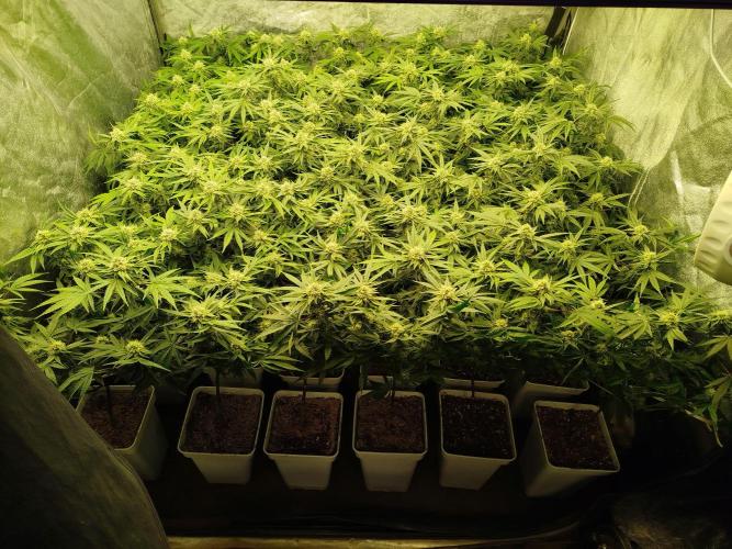 Coco Milk. Week 6